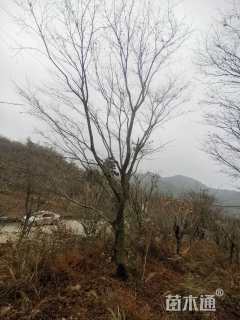 20公分中国红枫