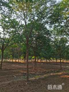 12公分流苏树