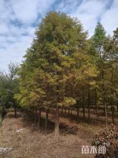 15公分墨西哥落羽杉