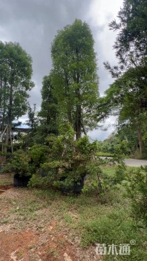 40公分(4杆)丛生香樟