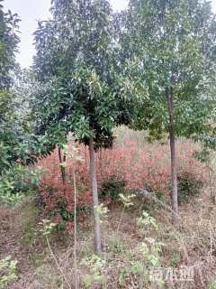 20公分红花木莲