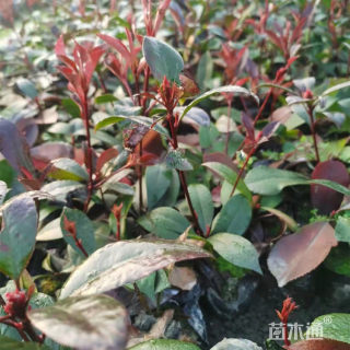 40公分红叶石楠