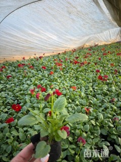 高度10厘米角堇