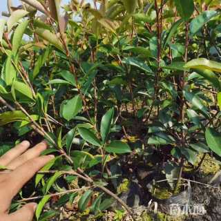 1.1公分红叶石楠