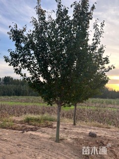 16公分染井吉野樱