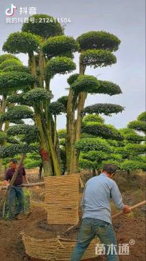 60公分造型小叶女贞