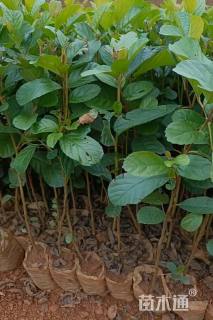 0.4公分川滇桤木