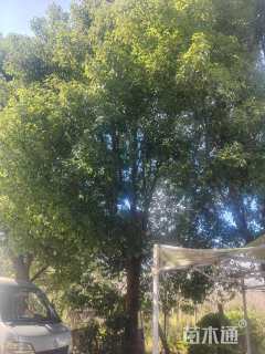 35公分香樟
