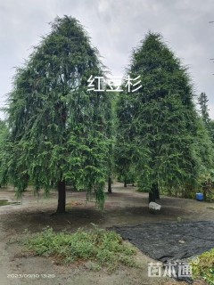 20公分红豆杉
