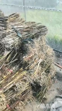 高度350厘米芦苇