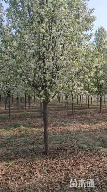 11公分彩叶豆梨