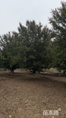 13公分绚丽海棠