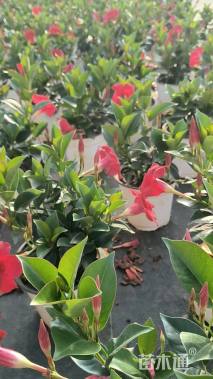 高度25厘米红车