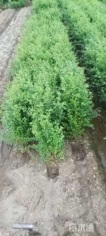 高度50厘米水腊