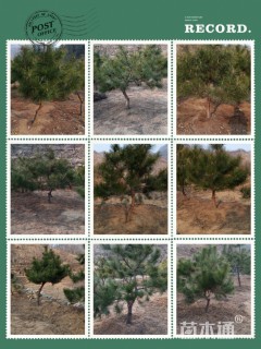 10公分造型油松