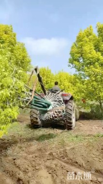 高度500厘米丛生金叶白蜡