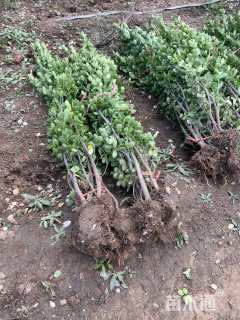 高度180厘米北海道黄杨