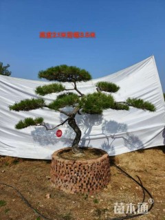 20公分造型黑松