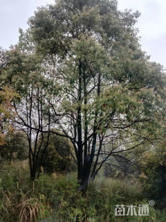 40公分丛生香樟