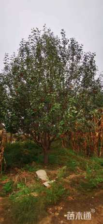 18.1公分八棱海棠