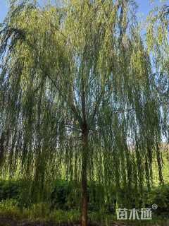 15公分青皮垂柳