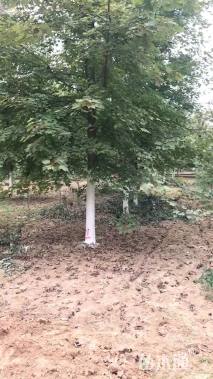 10公分美国红枫