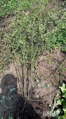 高度60厘米火棘