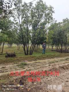 高度800厘米丛生蒙古栎