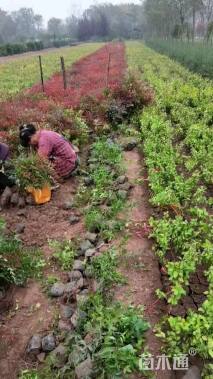 高度40厘米南天竹