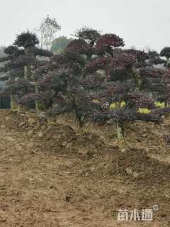 红继木古桩造型