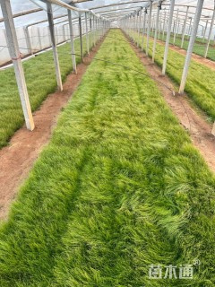 高度15厘米墨西哥羽毛草