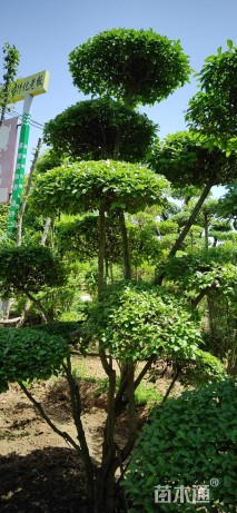 3公分造型小叶女贞