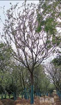 26公分朴树