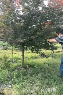 10公分日本红枫