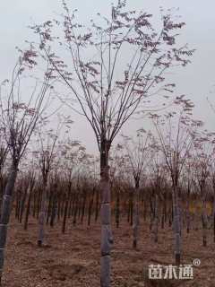 10公分红花洋槐