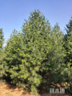 高度600厘米白皮松