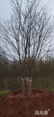 高度600厘米丛生五角枫