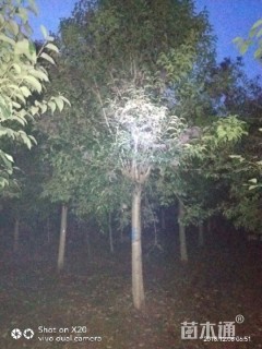 15公分大叶女贞