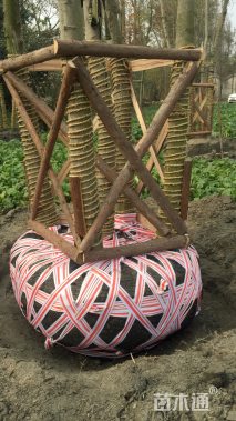 10公分丛生朴树