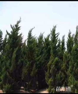 高度250厘米龙柏
