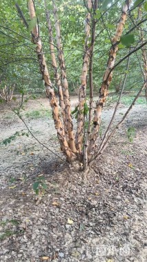 高度800厘米丛生河桦