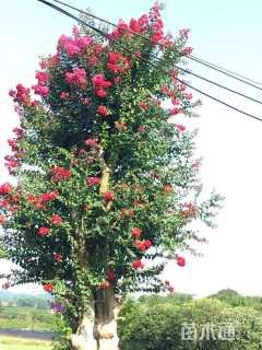 高度400厘米美国紫薇