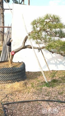 高度220厘米庭院松