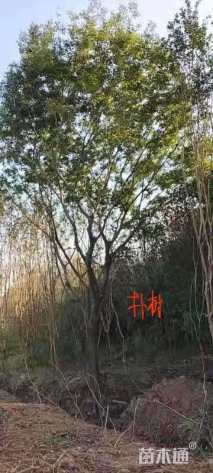 28公分朴树
