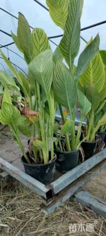 高度40厘米红花美人蕉