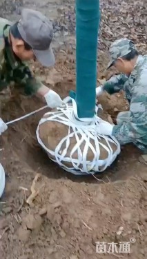 28公分二乔玉兰