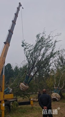 75公分(5杆)丛生朴树