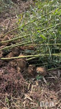 地栽苗乌哺鸡竹