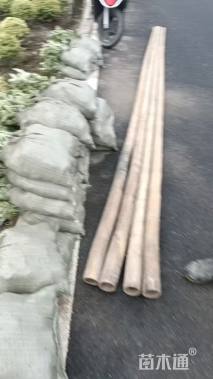 高度35厘米金边黄杨