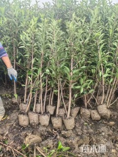 高度200厘米法国冬青